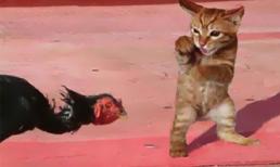 Cận cảnh cuộc chiếc khốc liệt và hài hước của động vật