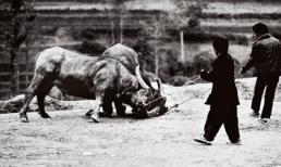 'Mãn nhãn' với ảnh đen trắng về làng quê Việt Nam