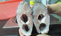 Hà Nội xuất hiện cá 2 khoang bụng