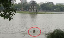 Dân hiếu kỳ xem nam thanh niên bơi cùng cụ rùa Hồ Gươm