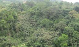 Bí ẩn rừng ma và tục cõng xác chết độc nhất VN