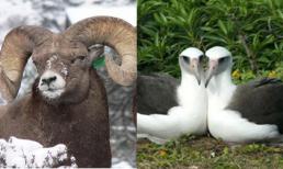 Top 10 động vật quan hệ tình dục đồng giới