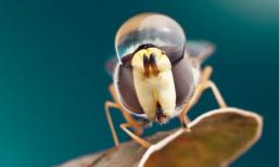 Huyền ảo vẻ đẹp nước mắt côn trùng