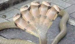 Rắn 5 đầu kỳ quái gây xôn xao