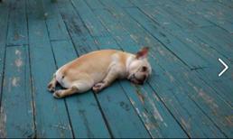 Dân mạng 'khóc không thành tiếng' vì nắng nóng