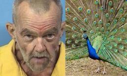 Cụ ông U70 bị buộc tội sex với con công