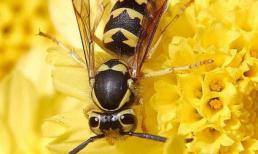 Chết vì 'sex' với... tổ ong