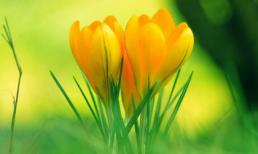 Những bông hoa đẹp đua nhau khoe sắc tỏa hương (P7)