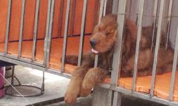 Thời khốn khó, mang cả chó đi cầm cố