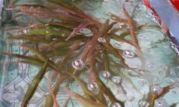 'Rồng cường dương' khiến đàn ông Việt phát cuồng