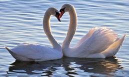 Giây phút yêu đương của loài vật