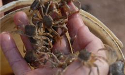 Xôn xao nghi án cua đồng nhiễm độc