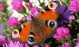 Ngắm những bức ảnh đẹp nhất của loài bướm