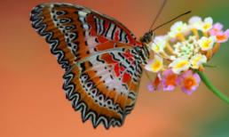 Ngắm những bức ảnh đẹp nhất của loài bướm (P2)