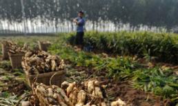 Trung Quốc: Bảo quản gừng bằng chất cực độc