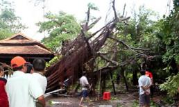 TP.HCM: Hàng chục cây xanh bật gốc sau trận mưa lớn	