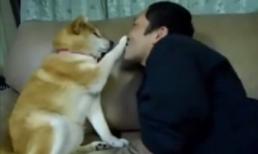 Clip vui: Chú chó kiêu kì