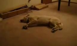 Giấc mộng... kinh hoàng