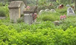 Kinh hoàng "rau xanh nghĩa địa"