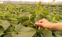 Những loại rau "tắm" hóa chất cực độc mướt mắt chị em