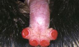 Những con vật 'của quý' quái dị nhất hành tinh