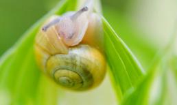 "Muôn hình vạn trạng" của các chú ốc sên 