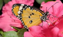 Ngắm những bức ảnh đẹp nhất của loài bướm (P3)