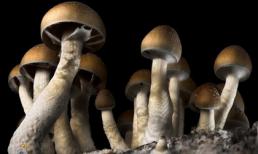 Tự tay cấu rách 'cậu nhỏ' vì ăn phải nấm độc