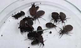 Hà Nội: Phát hiện hàng chục ổ bọ xít 'hút máu người'