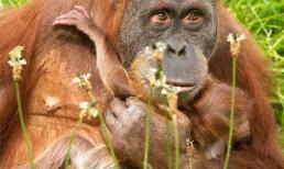 Cảm động trước khao khát làm mẹ của chú đười ươi bị vô sinh