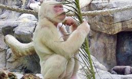 Những động vật bạch tạng kỳ dị nhất thế giới