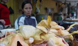 Gà “kháng sinh” đe dọa sức khỏe người tiêu dùng