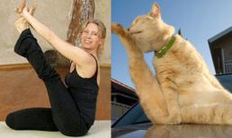 Hài hước: Động vật cũng mê Yoga