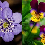 Những bông hoa đẹp đua nhau khoe sắc tỏa hương (P10)