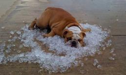 "Đau ruột" với các kiểu chống nóng