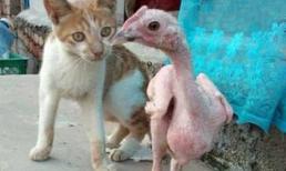 Cười nghiêng ngả với những hình ảnh cực độc