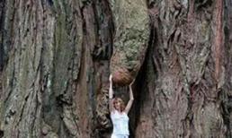 "Đỏ mặt" với những 'tuyệt tác' của con người