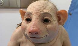 Giải mã truyền thuyết Người heo