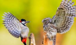 Oai hùng cuộc chiến gõ kiến và cú mèo