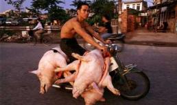 Cách vận chuyển thực phẩm kinh hoàng chỉ có ở Việt Nam