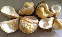 Sầu riêng, mít Thái ủ chín bằng thuốc độc