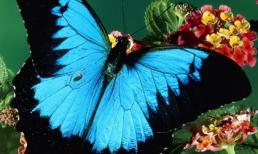 Ngắm những bức ảnh đẹp nhất của loài bướm (P4)