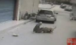 Chó cắn chết chủ khi được dắt đi dạo