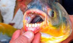 Đi tắm biển bị cá cắn rơi... "cậu nhỏ"