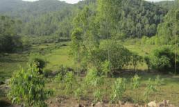 Hẹn vợ lên rừng, dùng dây siết cổ cho đến chết