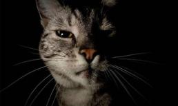 Kinh hoàng mèo ăn thịt... chủ