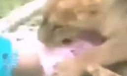 Rợn người với clip sư tử cắn em bé 3 tuổi