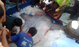 Bắt được cá Mặt trăng quý hiếm nặng 400kg