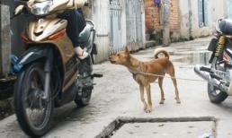 52 người bị chó dại cắn gây rúng động Hà Nội