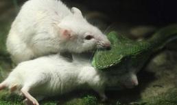 Chuột bạch dũng cảm cứu bạn khỏi miệng rắn